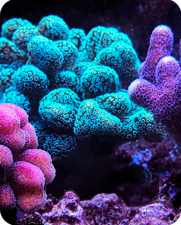 CORAL 2