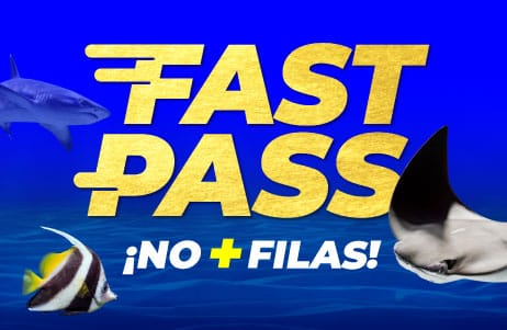 PASE FAST PASS