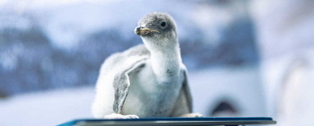 20250110 Pinguinos Blog 1200x480 1