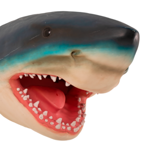 SHARK ACUARIOINBURSA