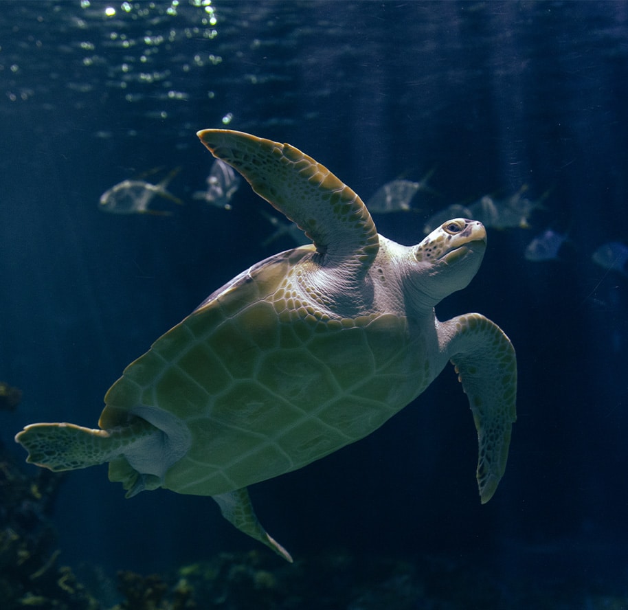 PRIMAVERA LLEGA A ACUARIO INBURSA