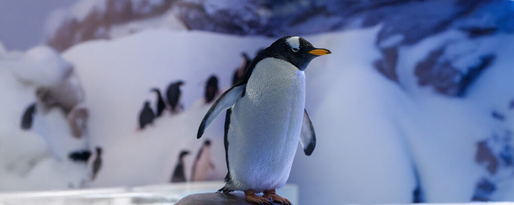 Conoce pinguinos en el Acuario Inbursa