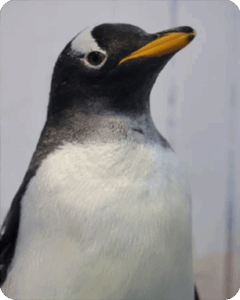 GENERAL+PINGÜINOOS-2