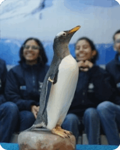 GENERAL+PINGÜINOOS-3