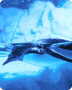 GENERAL+PINGÜINOOS-4