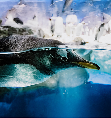 GeneralPinguinos