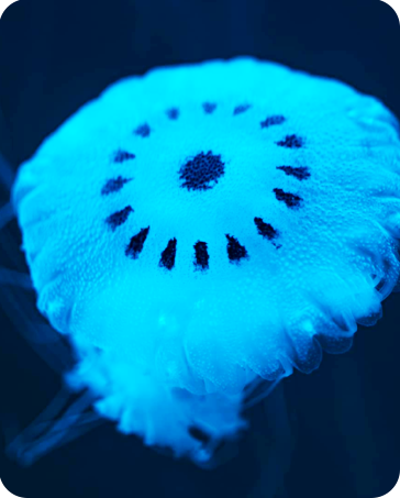 MEDUSAS ACUARIOINBURSA