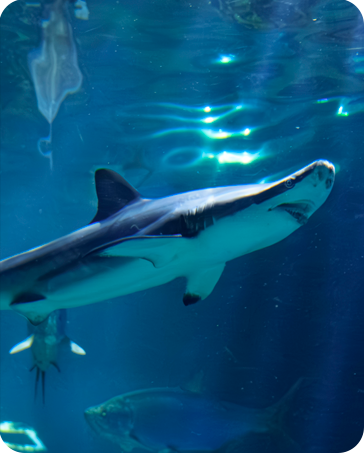OCEANARIO acuarioinbursa