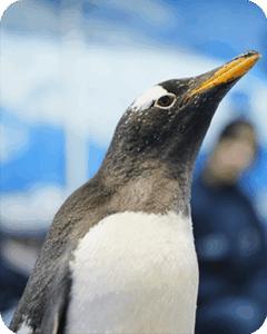PINGÜINO-1
