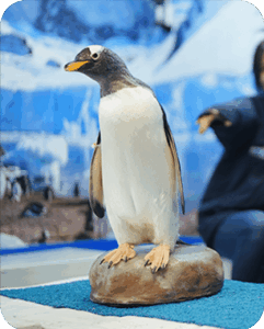 PINGÜINO-3