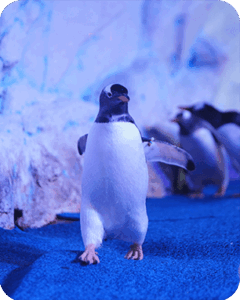 PINGÜINO-4
