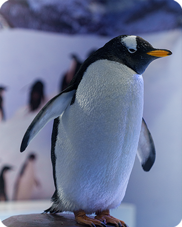 Pinguino quienesosmo acuarioinbursa 25