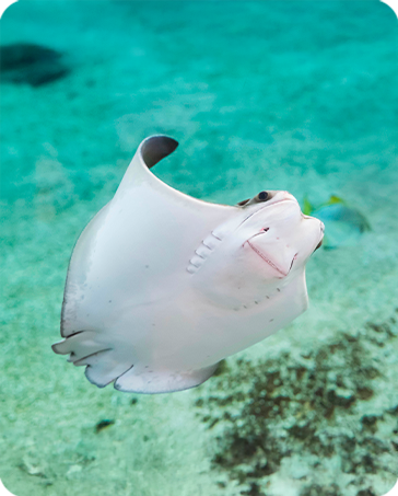 RAYA QUIENESSOMOS ACUARIOINBURSA 25