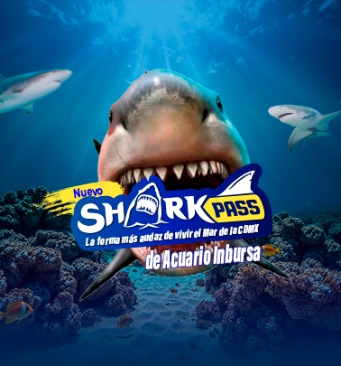 SHARKPASS DESK