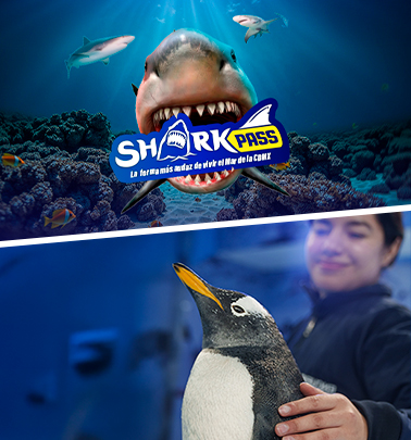SHARKPASSPINGUINOS DESK