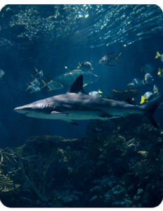 shark-pass-1