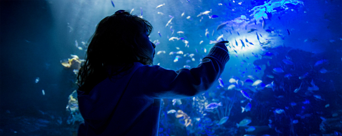 ¡El Acuario más grande de CDMX está en Polanco! Esto es lo que debes ...