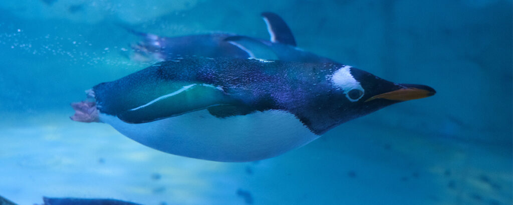 ACUARIOINBURSA PINGUINO
