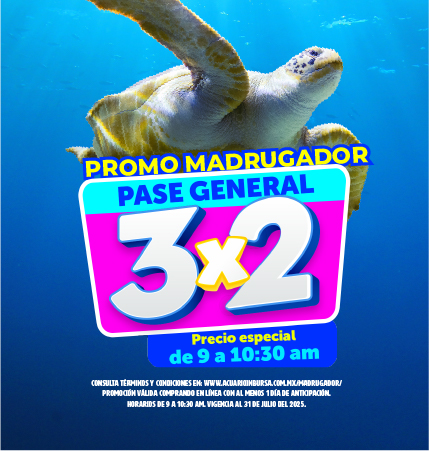 Madrugador verano acuarioinbursa movil