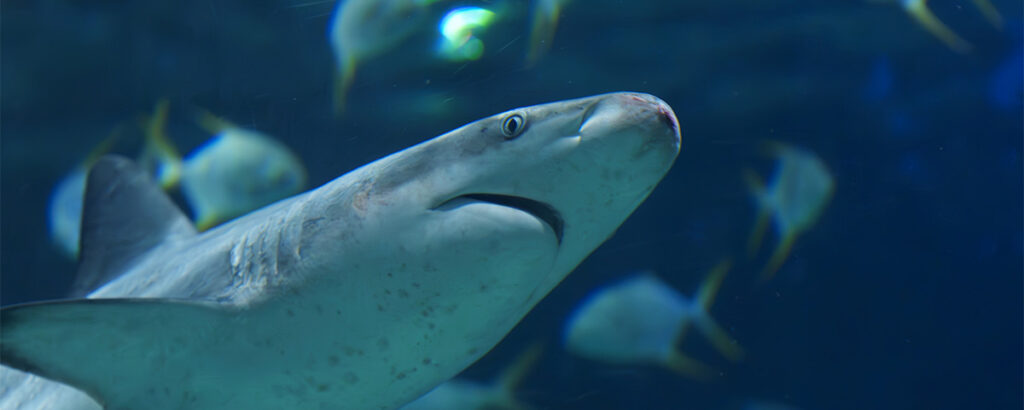 TIBURONES CDMX ACUARIOINBURSA 1