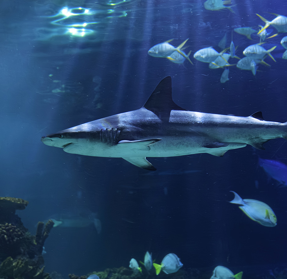 TIBURONES CDMX ACUARIOINBURSA BLOG