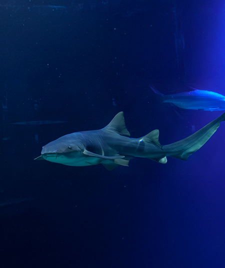 TIBURONES