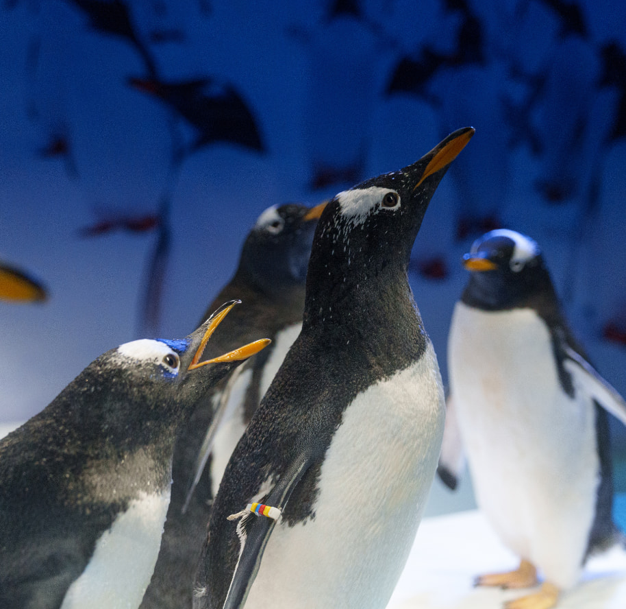 Conoce los datos curiosos de los pingüinos en acuario inbursa