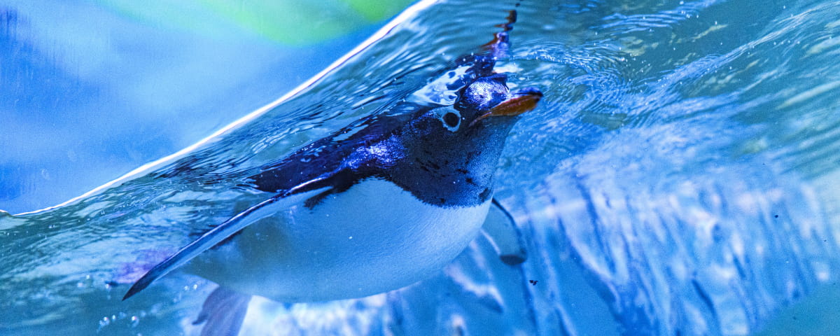 PINGUINOS GENTOO ACUARIOINBURSA 2