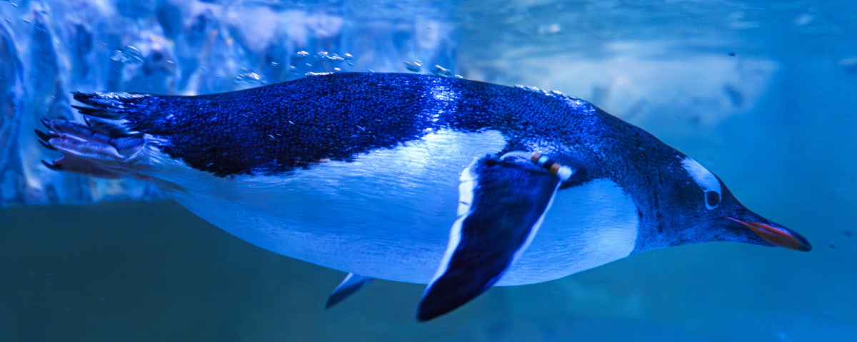 PINGUINOS GENTOO ACUARIOINBURSA