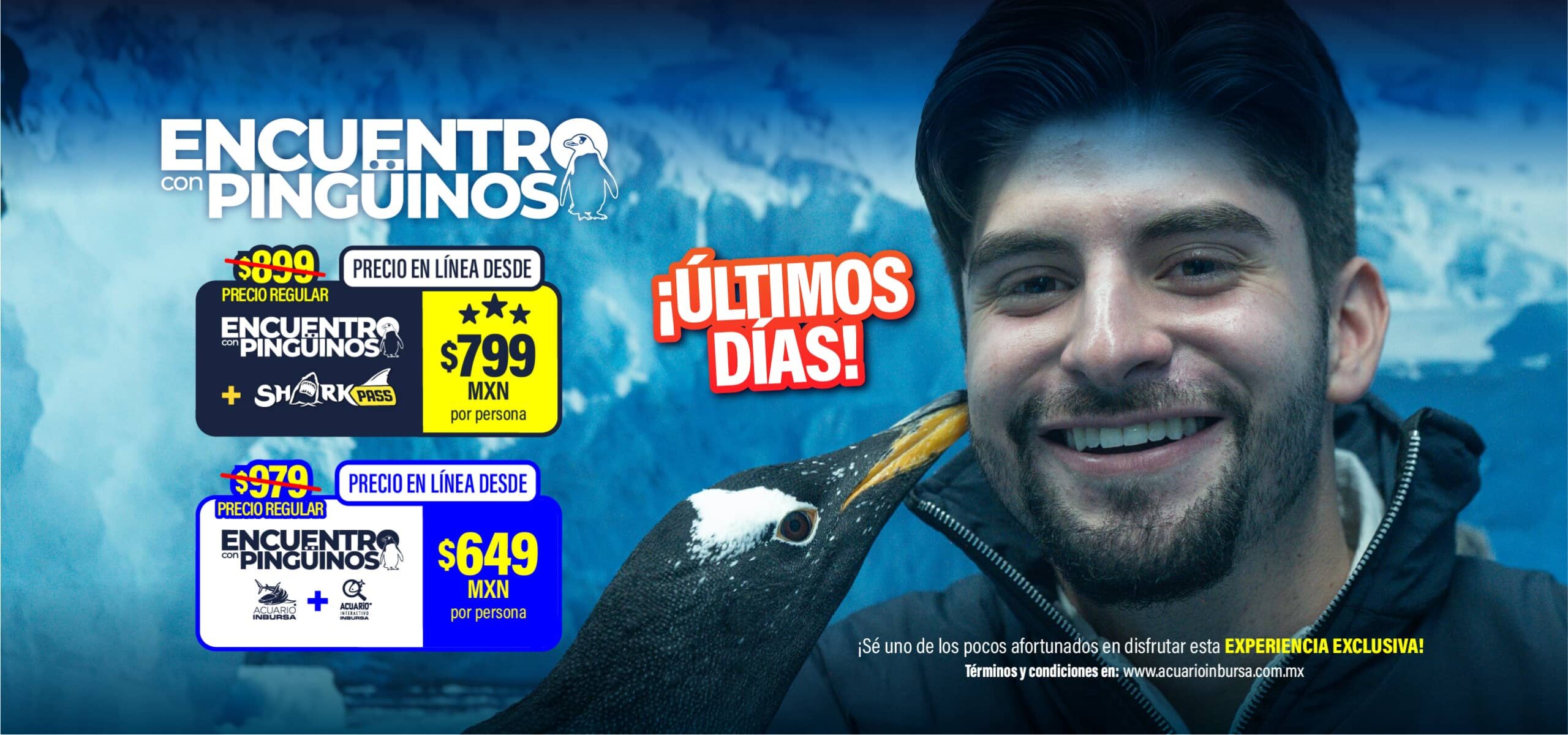 Ultimos dias pinguinos acuarioinbursa desk scaled