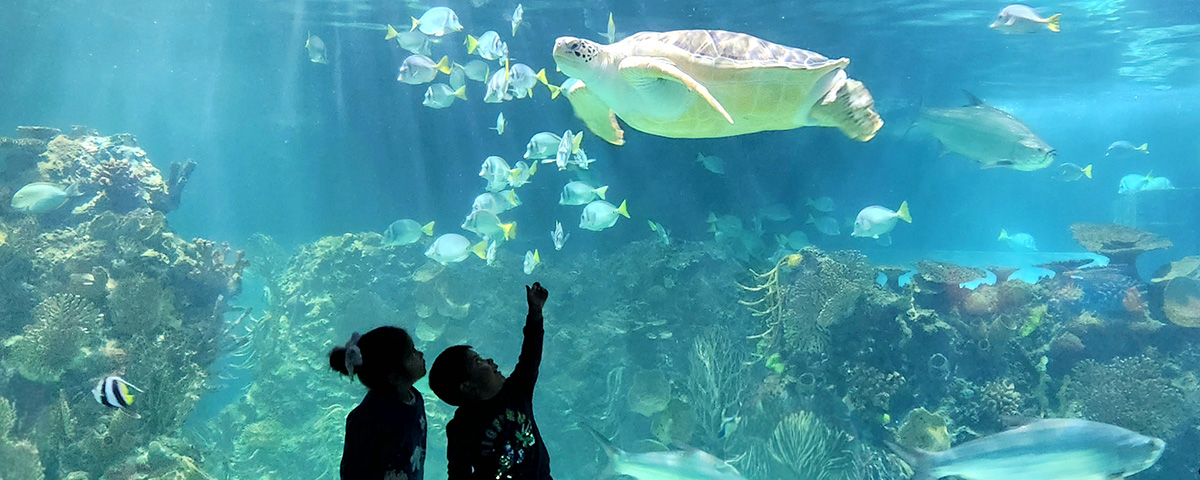 acuario inbursa ninos en acuario