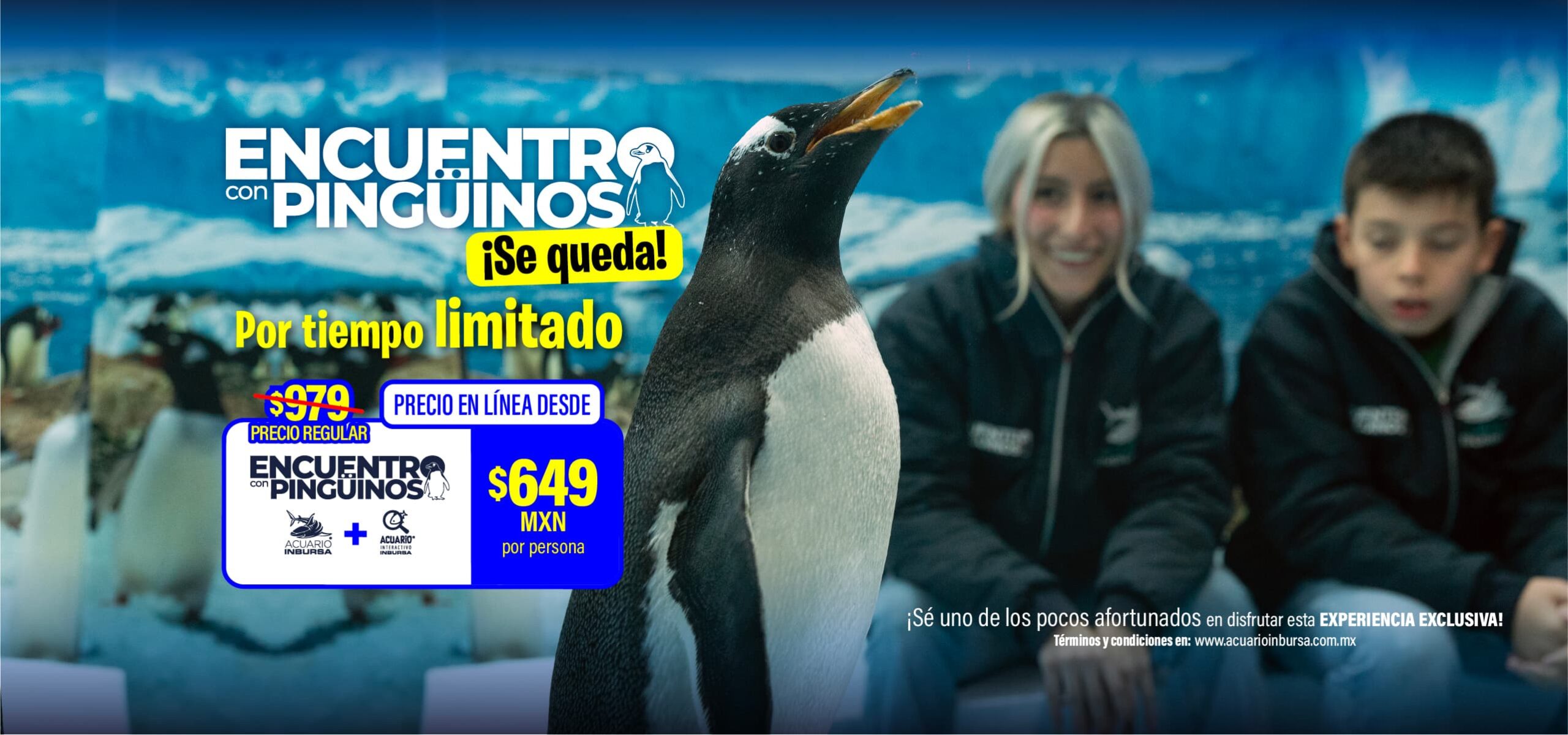 GENERALPINGUINOS SEQUEDA ACUARIOINBURSA DESK scaled
