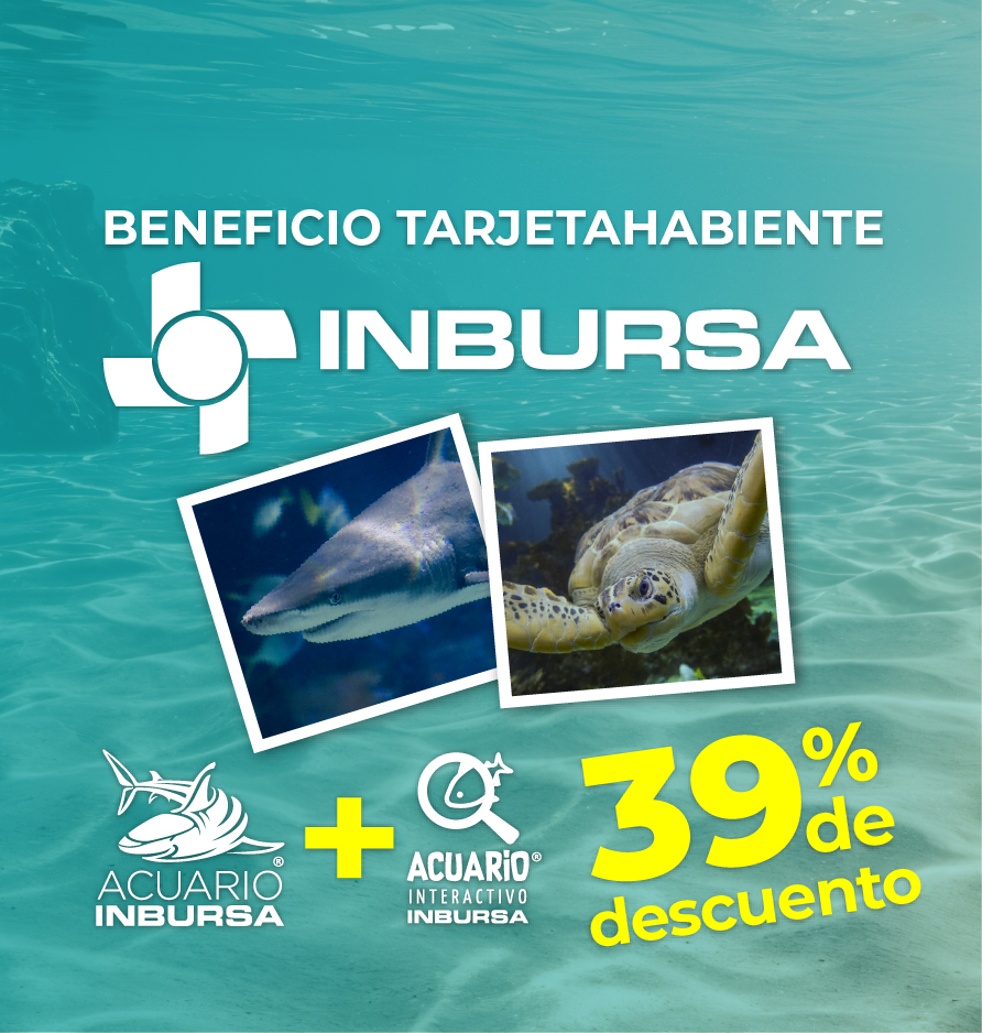 20251027 Beneficio Tarjetahabiente Inbursa 428x450 1