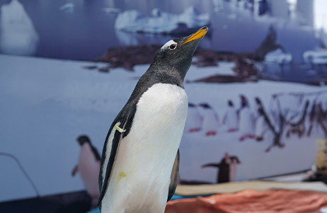 2kUsLEkE PASE GENERALPINGUINOS