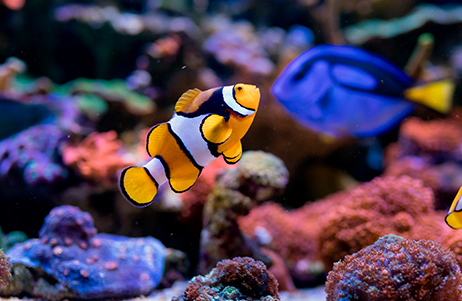 5zMHwfrH PASE GENERAL