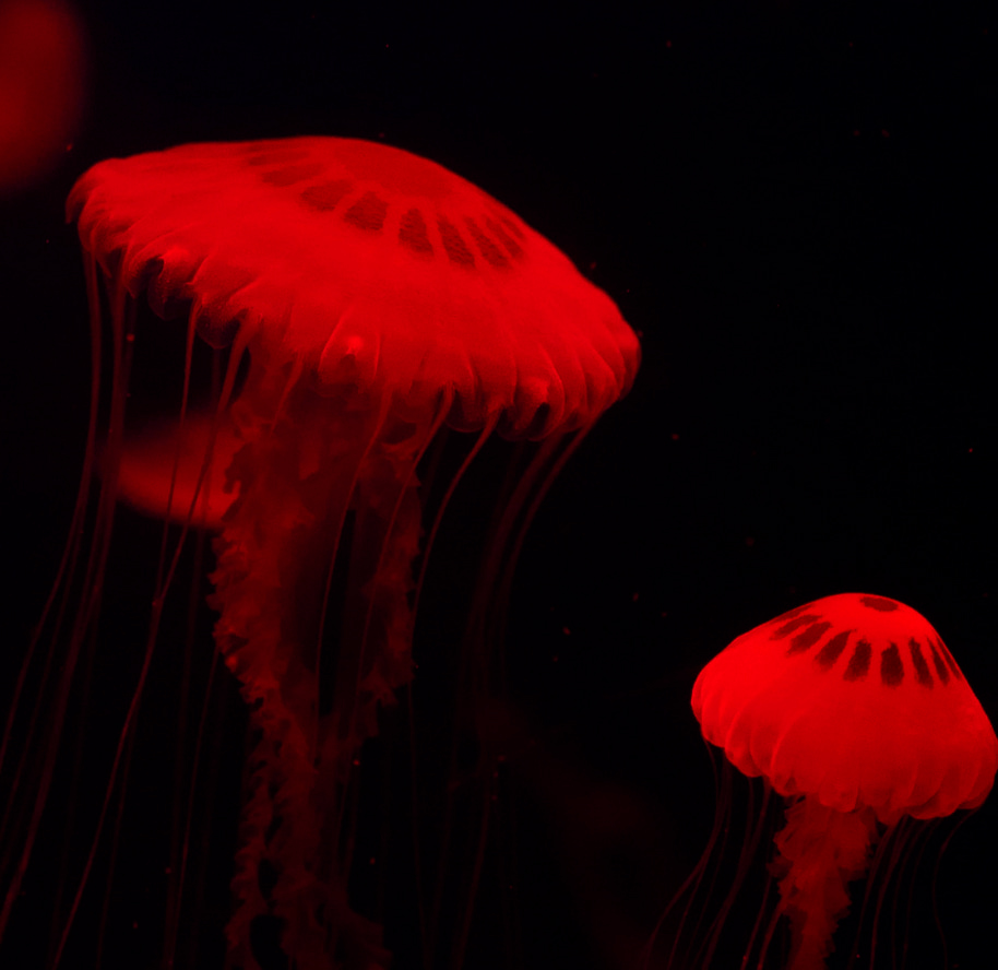 ¿Que aprenden los ninos al observar medusas acuarioinbursa