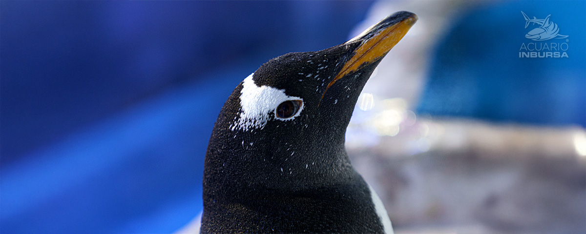 ALEX PINGUINO MAMA ACUARIOINBURSA