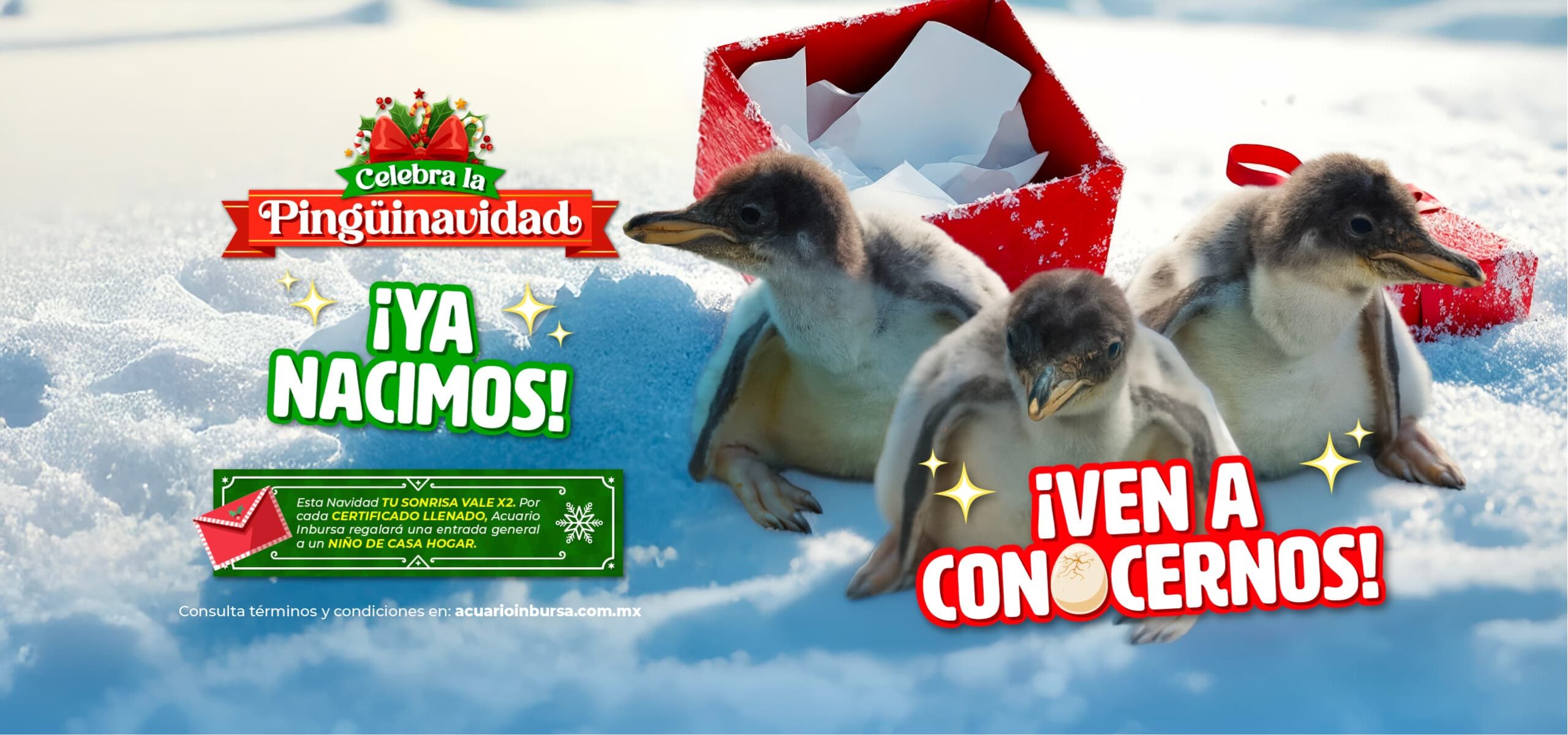 BANNER PINGUINOCHILANGO 25 DESK scaled