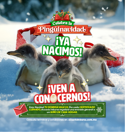 BANNER PINGUINOCHILANGO 25 MOVIL