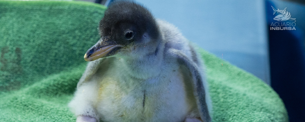 BB PINGUINO ACUARIOINBURSA