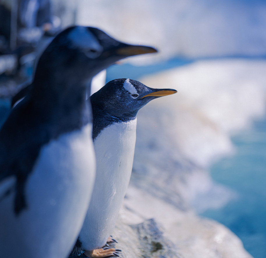 Amor marino las parejas mas fieles del oceano