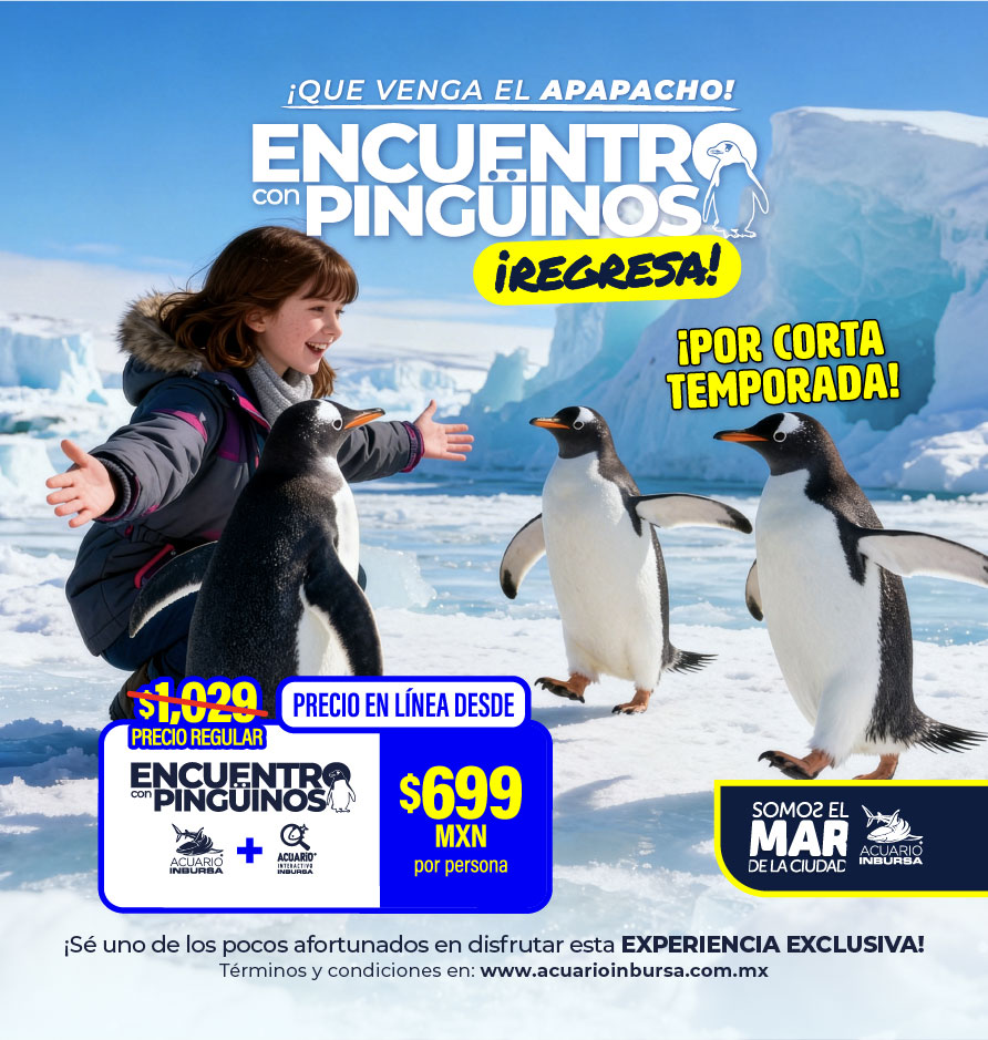 Interaccion Pinguinos Regresa general pinguinos movil
