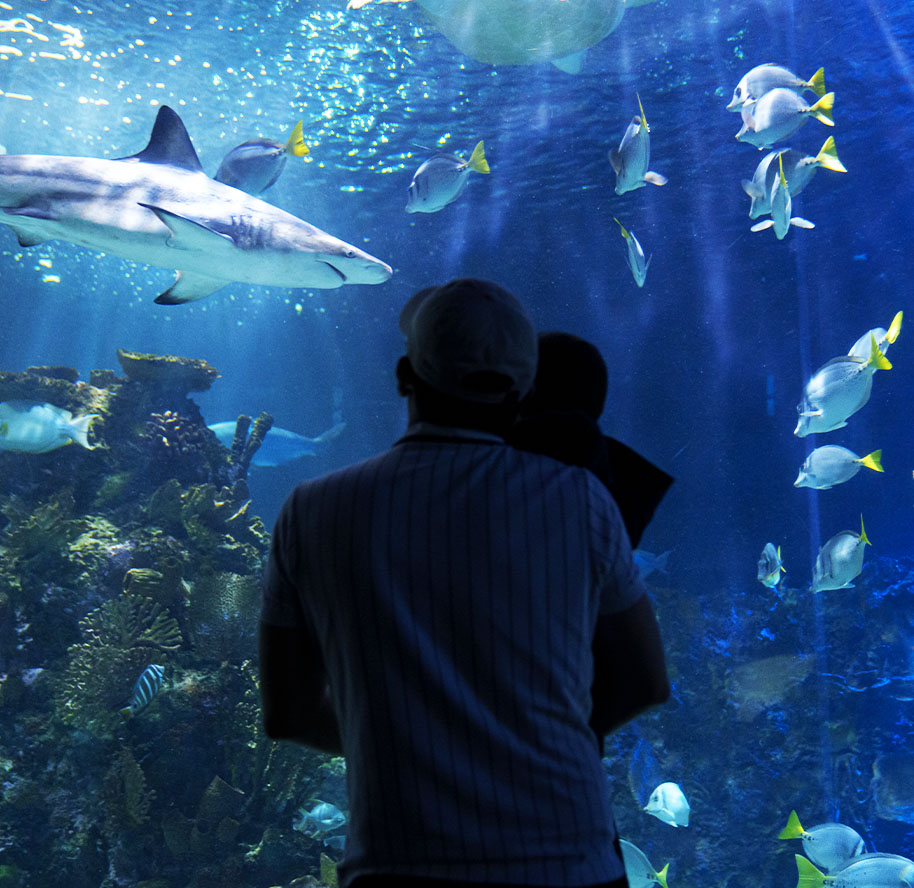 Acuario Inbursa El Mejor Plan para el Dia del Nino en CDMX 1