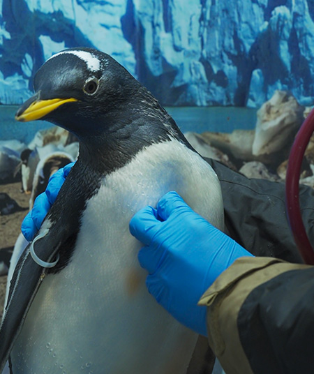 CLINICAPOLAR-ACUARIOINBURSA3