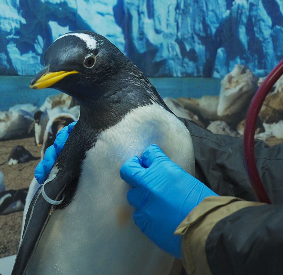 Clinica Polar Acuario Inbursa Amor y Cuidado de Pinguinos