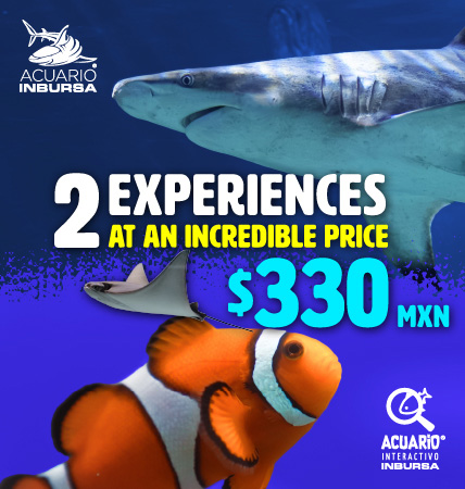 GENERAL EXPERIENCE ACUARIOINBURSA MOVIL